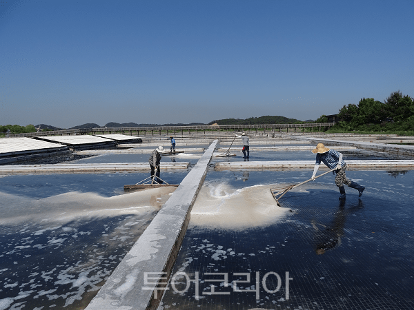 천일염 채취 모습