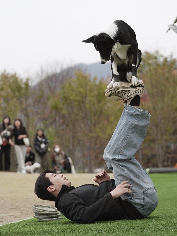 2025 하남시 반려동물 문화축제 독스포츠 전문 공연팀 공연 모습(사진제공=하남시청)