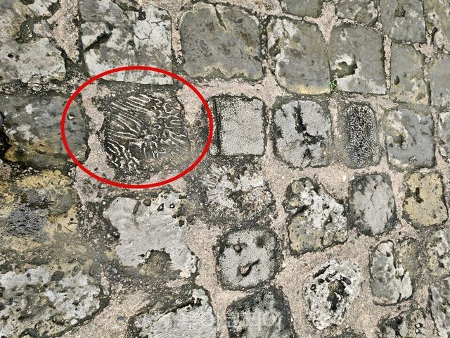 요새를 둘러보다 보면 바닥 돌 중 산호석 흔적을 발견할 수 있다. 산 페드로 요새 는 산호석과 석회암으로 지어졌다./사진-투어코리아