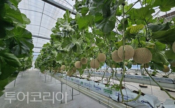 ▲청양군농업기술센터 테스트베드 온실에서 실증 중인 멜론 수경재배 모습. /사진-청양군