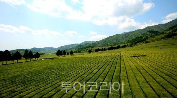 보성차밭 전경. /사진-보성군
