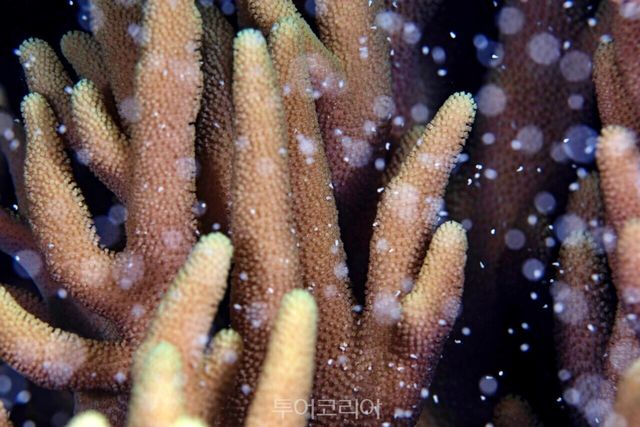 산호가 산란하는 모습 ⓒCalypso Productions /사진제공-퀸즐랜드주 관광청