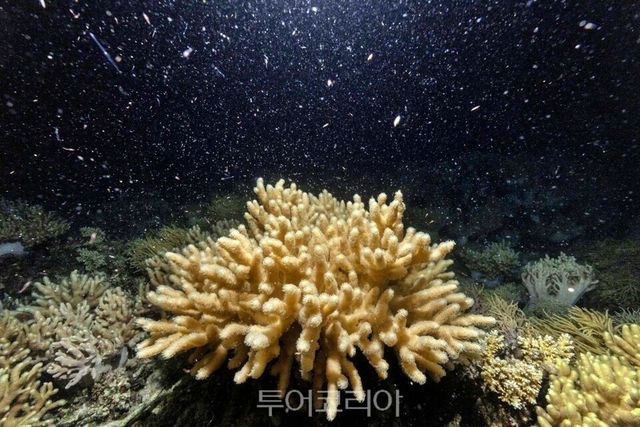 산호가 산란하는 모습 ⓒCalypso Productions/사진제공-퀸즐랜드주 관광청