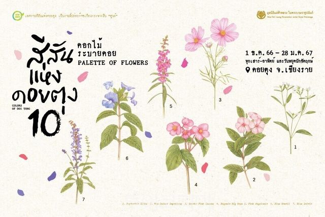 컬러 오브 도이뚱(Color of Doi Tung) 꽃 축제