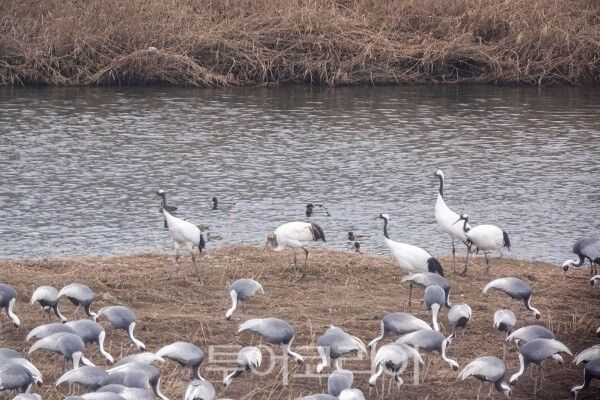 인천의 시조 두루미