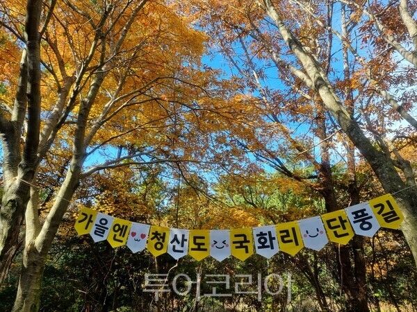 슬로시티 청산도 단풍길. /사진-완도군