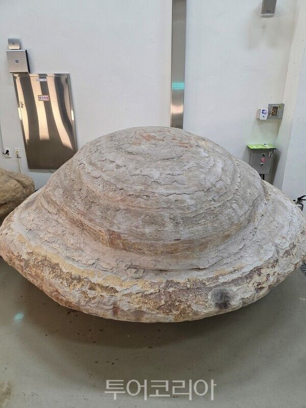 포항 신생대 두호층 결핵체 / 사진- 국가유산청