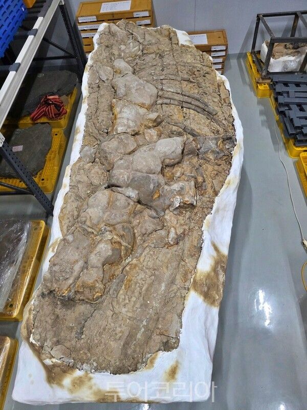 포항 신생대 두호층 고래화석/사진-국가유산청