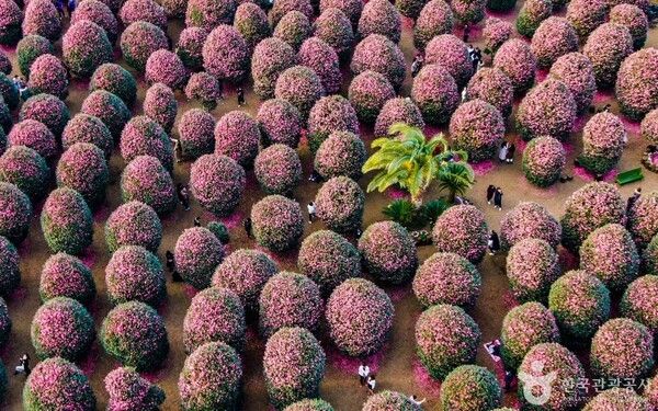 동백수목원 /사진제공-한국관광공사