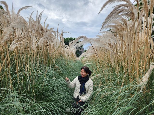 제주 숨,도 귤림성 억새풍경 / 사진-투어코리아