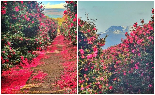 겨울, 숨도에서는 아름다운 동백 풍경을 만날 수 있다.