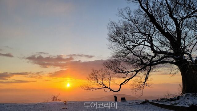 부여 성흥산 사랑나무 일출 풍경사진-부여군