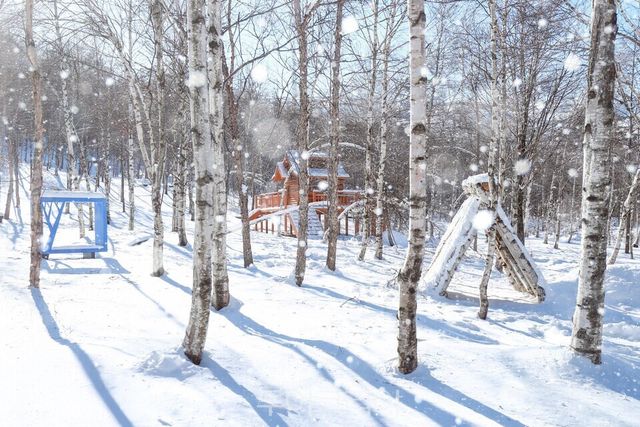 지지리골 자작나무 숲/태백시 제공