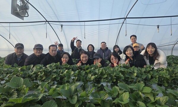 ▲논산시 소셜미디어 양촌면 소재 딸기농장 팸투어 모습. /사진-논산시