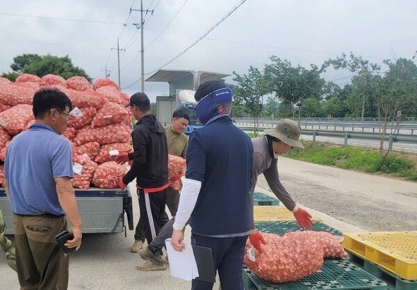 ▲지역 농산물의 운송을 돕는 ‘수확 운송작업단 운영 지원 사업’ 추진 모습. /사진-태안군