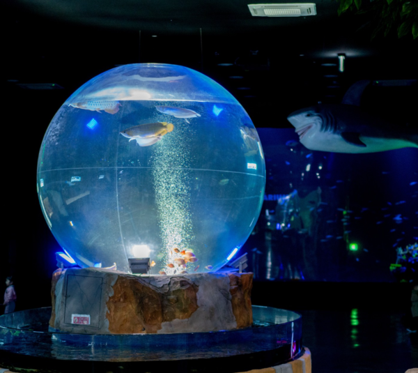 출처-플레이아쿠아리움 인스타그램
