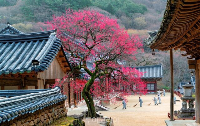 화엄사 홍매화/사진-화엄사 제공
