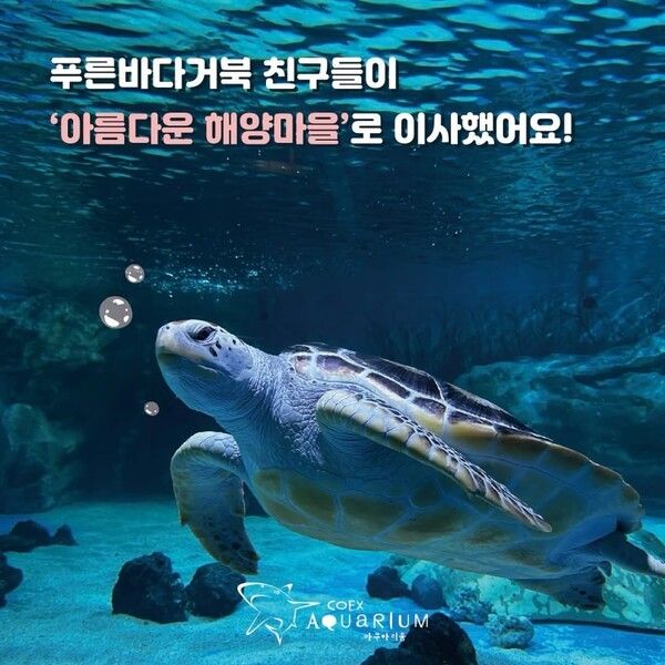 출처-코엑스아쿠아리움 인스타그램