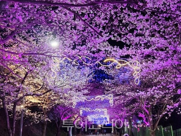 지난 벚꽃축제 모습. /사진-고창군