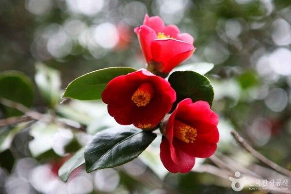 포토코리아-한국관광공사 김지호