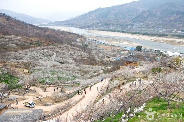 광양매화마을 출처-포토코리아&nbsp;한국관광공사 전형준