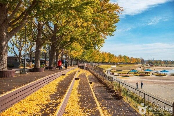 곡교천 은행나무길 출처-포토코리아&nbsp;박장용