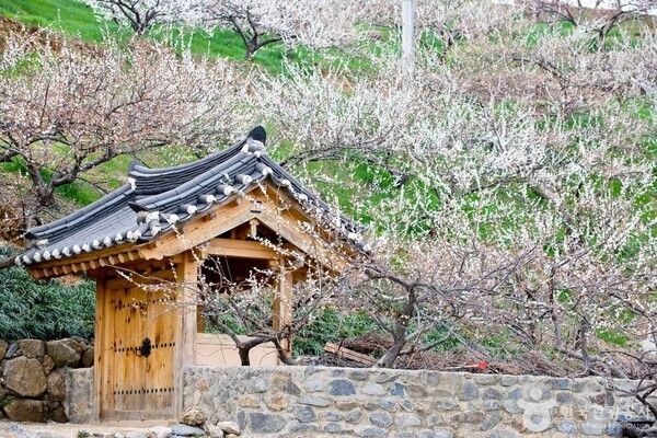 광양매화마을 출처-포토코리아&nbsp;한국관광공사 전형준