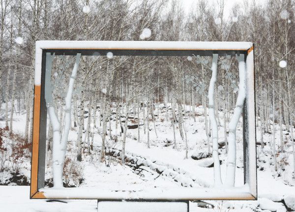 영양군 자작나무숲 모습./사진-영양군