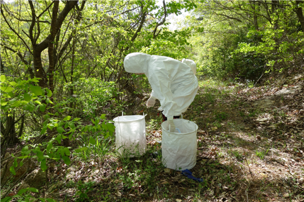 참진드기 채집 모습. /사진-전남도