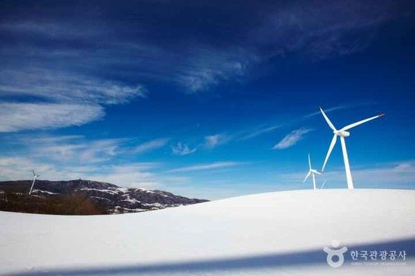 대관령 양떼목장