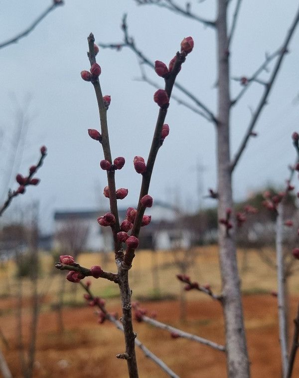 강진군 청자축제장의 홍매화가 추운 겨울을 이겨내고 관광객들과의 만남을 기다리고 있다. /사진-강진군