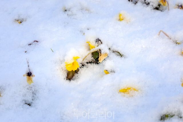 하얀 눈 속에서도 생명의 힘을 품은 복수초가 피어났다. /사진-순천시