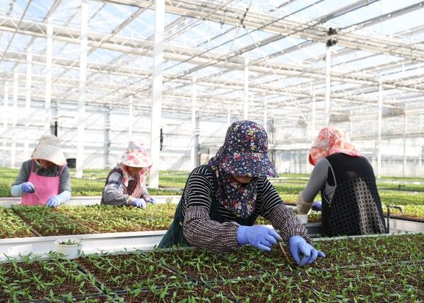 전국 최고의 품질을 자랑하는 영양고추를 육모장에서 관리하는 모습/사진-영양군