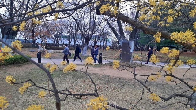 노란 산수유꽃이 피어난 일산호수공원을 산책하는 사람들/사진-투어코리아