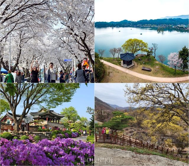 청풍벚꽃축제, 의림지, 문화유산단지, 상천리산수유 등 제천 봄철 여행지/사진-제천시
