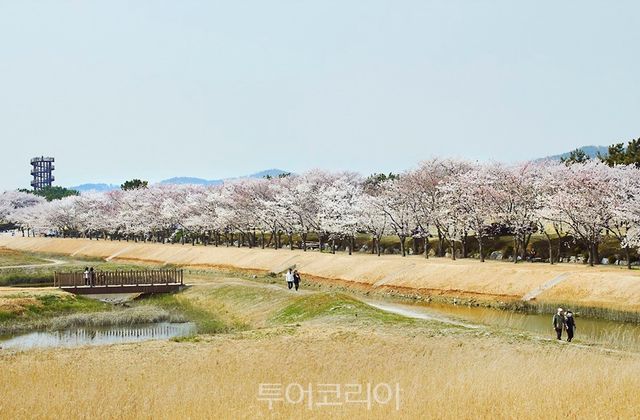 시흥시 갯골생태공원 봄 벚꽃풍경/사진-시흥시
