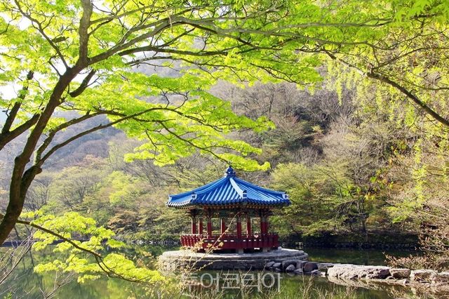 정읍 내장산의 봄/사진-정읍시