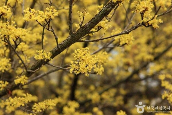 구례 산수유 이미지 출처-포토코리아&nbsp;한국관광공사 김지호