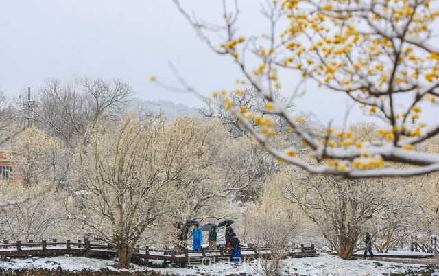 구례산수유꽃축제가 한창인 전남 구례에서 노란 산수유꽃에 하얀 눈이 내려앉은 진풍경을 만날 수 있다./사진-구례군