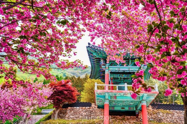 사천청룡사겹벚꽃/사진-경남도