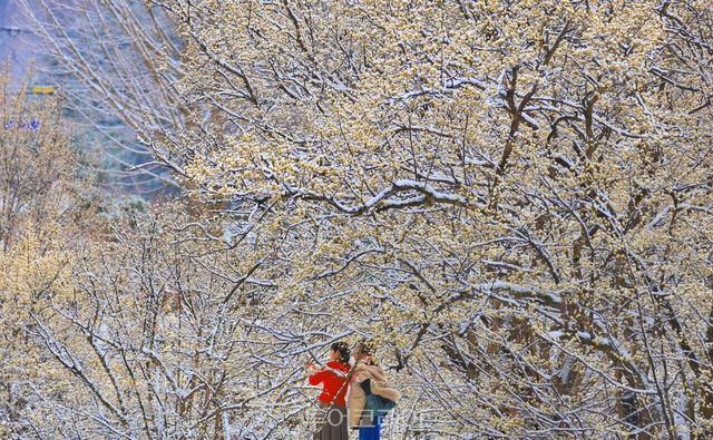 구례산수유꽃축제가 한창인 전남 구례에서 노란 산수유꽃에 하얀 눈이 내려앉은 진풍경을 만날 수 있다./사진-구례군