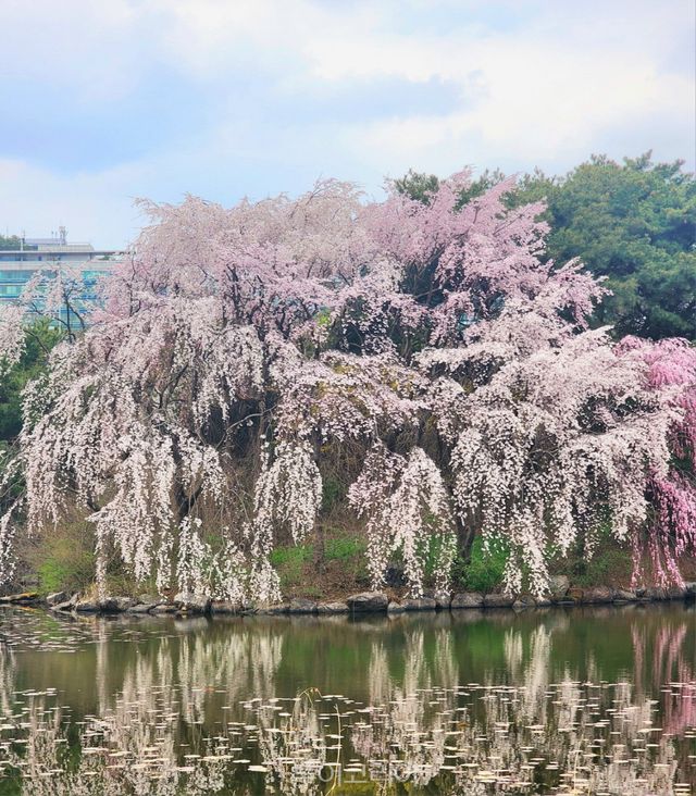 일산호수공원/사진-고양시