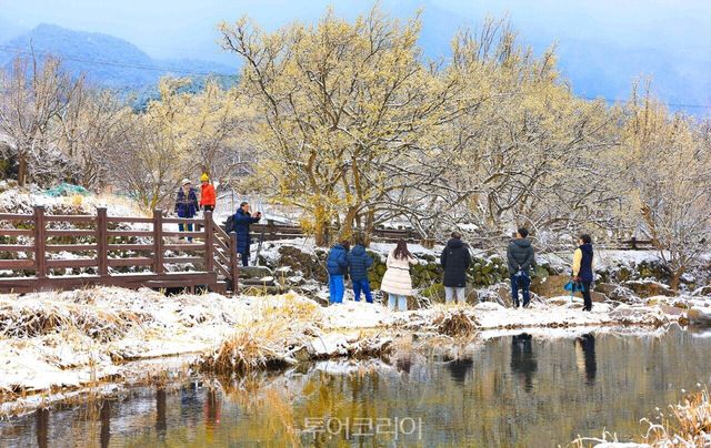 구례산수유꽃축제가 한창인 전남 구례에서 노란 산수유꽃에 하얀 눈이 내려앉은 진풍경을 만날 수 있다./사진-구례군
