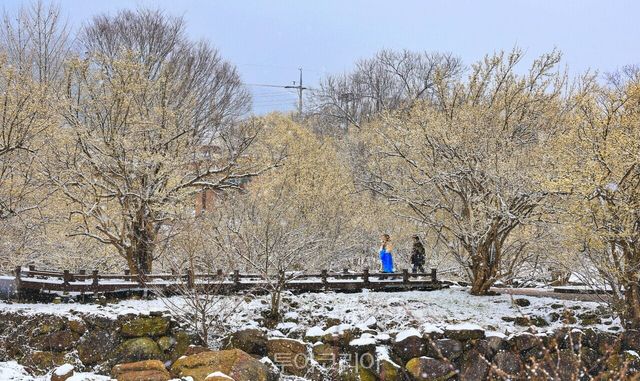 구례산수유꽃축제가 한창인 전남 구례에서 노란 산수유꽃에 하얀 눈이 내려앉은 진풍경을 만날 수 있다./사진-구례군