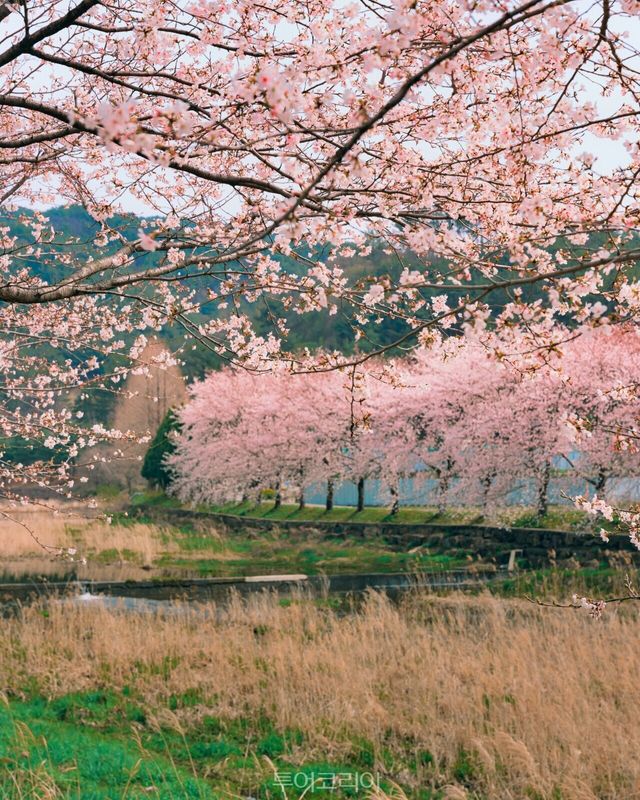 의령가례벚꽃길/사진-경남도