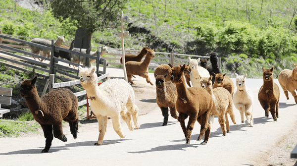 이미지 출처-알파카월드 홈페이지