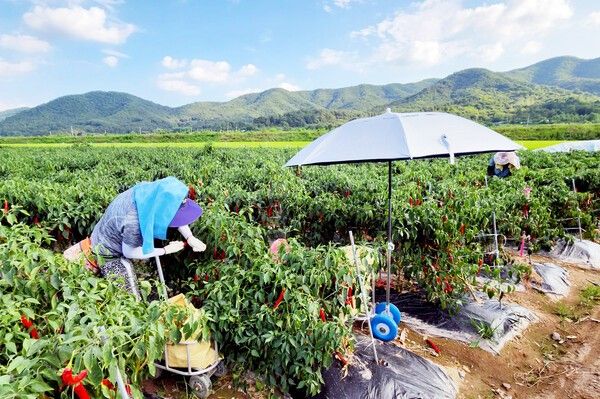 고추수확 모습./사진-청송군