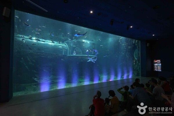 아쿠아플라넷 여수 출처-포토코리아&nbsp;한국관광공사 김지호