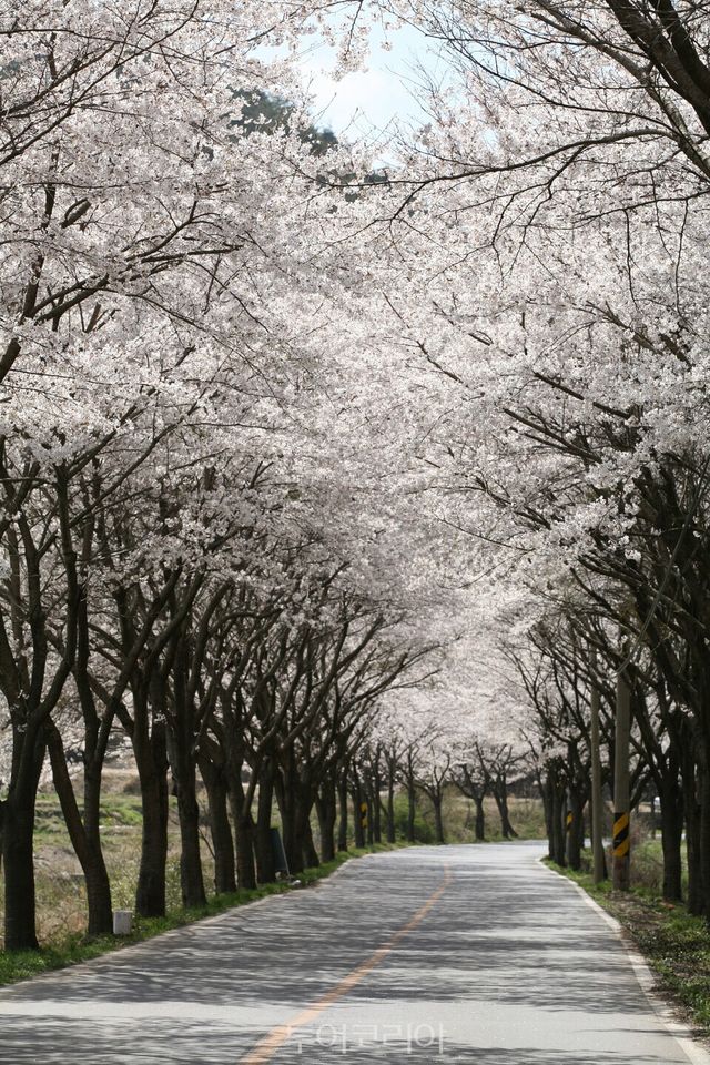 대원사 왕벚나무터널/사진=보성군