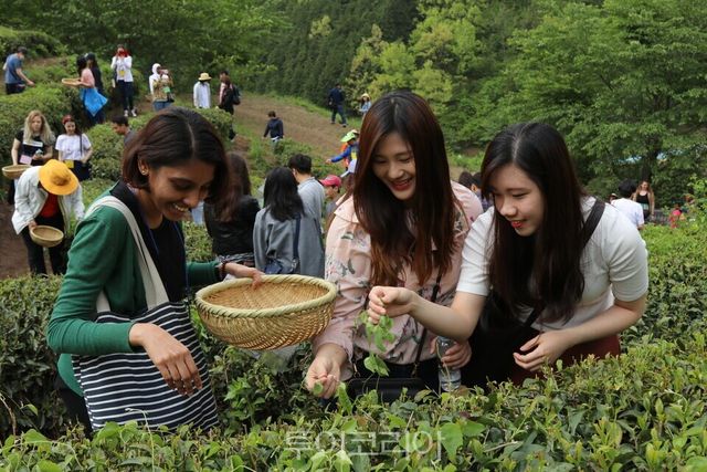 보성다향대축제 체험객/ 사진=보성군